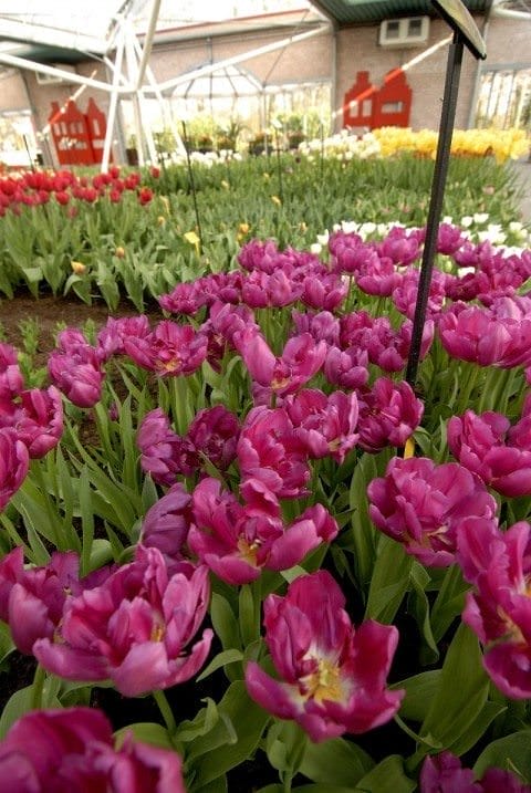 Flowers in Keukenhof