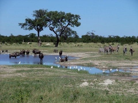 Chobe National Park Africa Botswana