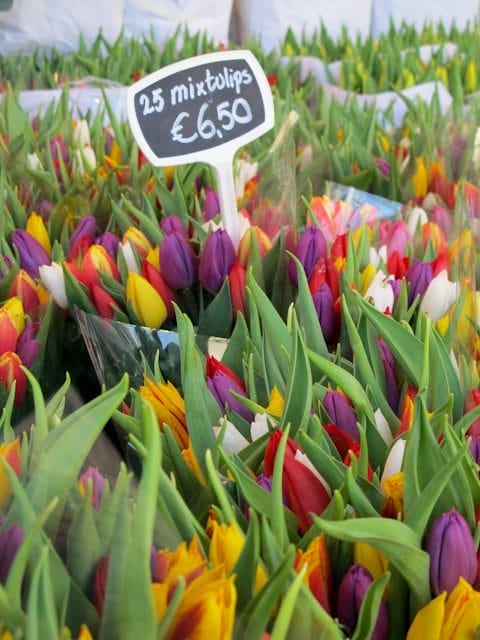 Take part in a stunning Tulip Time cruise through the Netherlands with AmaWaterways. Photo © Aaron Saunders