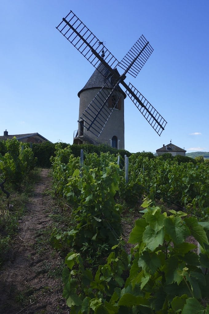 Visiting Vineyards On A-ROSA Stella