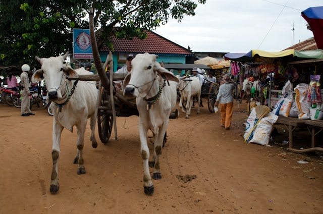 Guests aboard the AmaLotus can take an oxcart ride in Kampong Tralach, Cambodia. Photo © 2013 Aaron Saunders