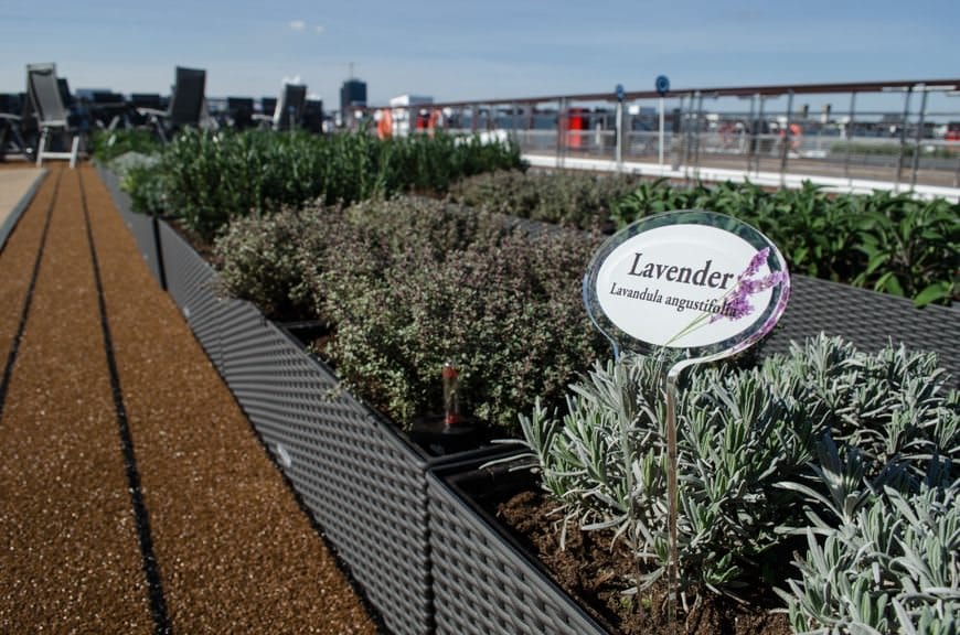 ...Viking Skirnir even has her own herb garden! Photo © 2015 Aaron Saunders