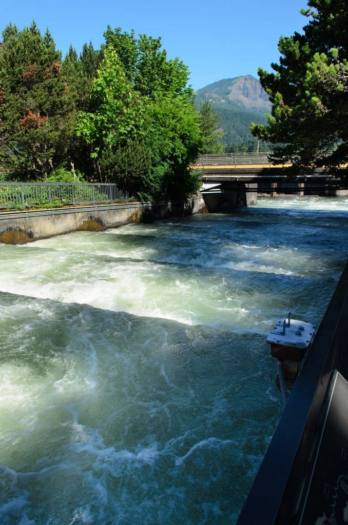 The Salmon Ladder at the Bonneville Dam ensures that spawning salmon aren't obstructed by the dam itself. Photo © 2015 Aaron Saunders