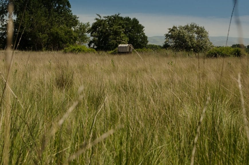 On-tour today in the grassy landscape of Walla Walla, Washington and its surrounding areas! The Oregon Trail comes to life. Photo © 2015 Aaron Saunders