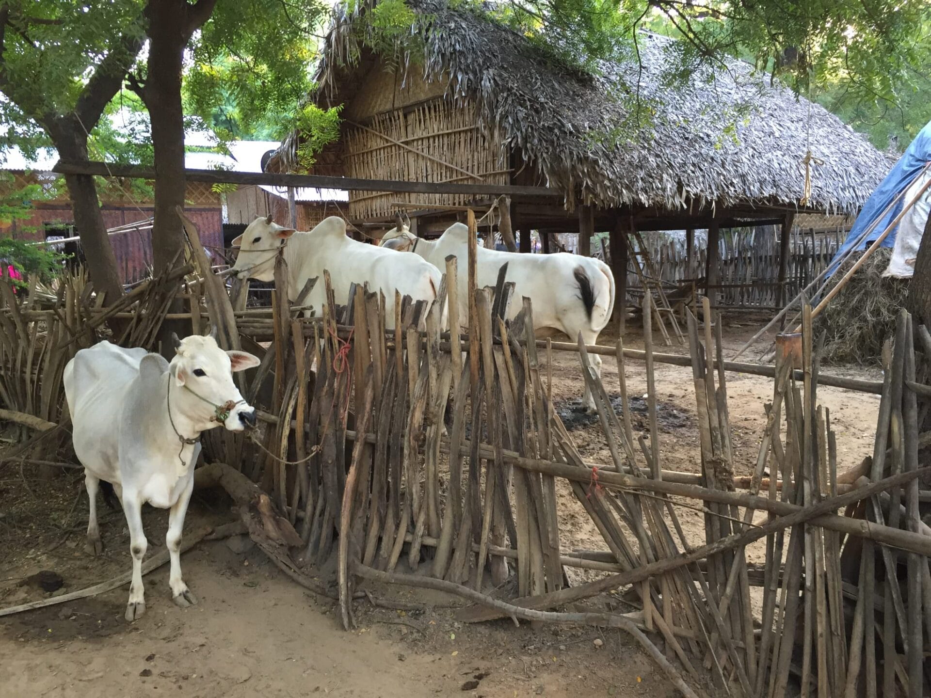 The children of the village asked, in all sincerity, "Have they ever seen cows? Do they have cows in their village?" They were confused as to why a hoard of tall, white people kept stopping to photograph their cows. © 2015 Gail Jessen