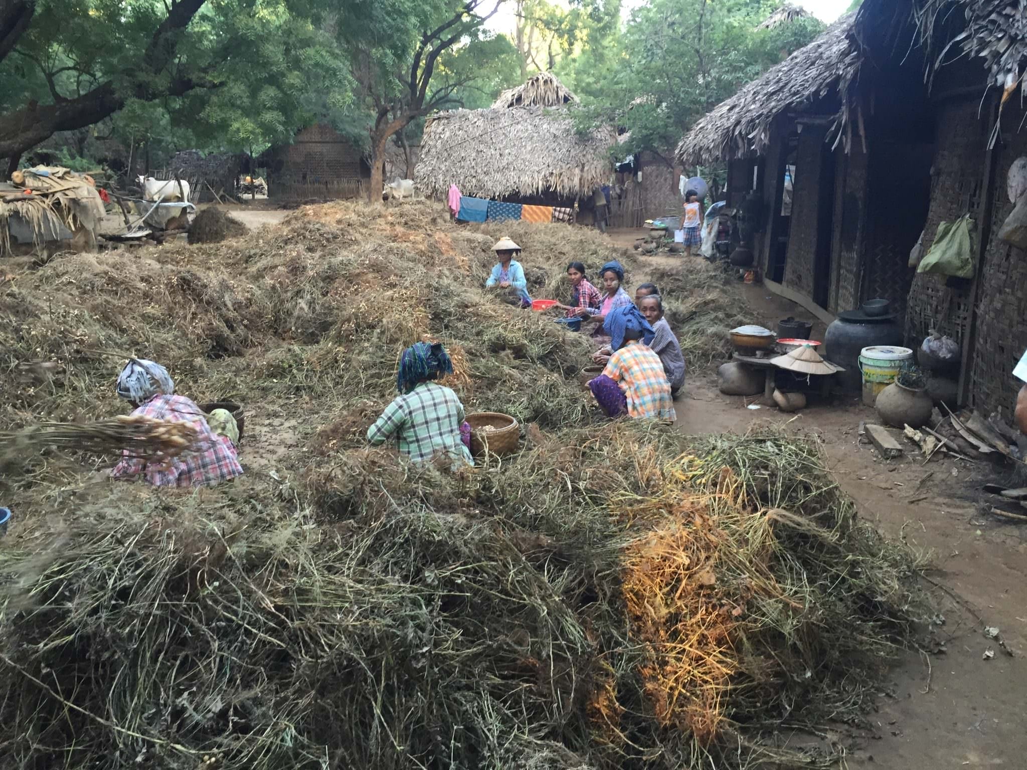 Mountains of peanuts, still on their branches, waiting to be picked and shelled. © 2015 Gail Jessen