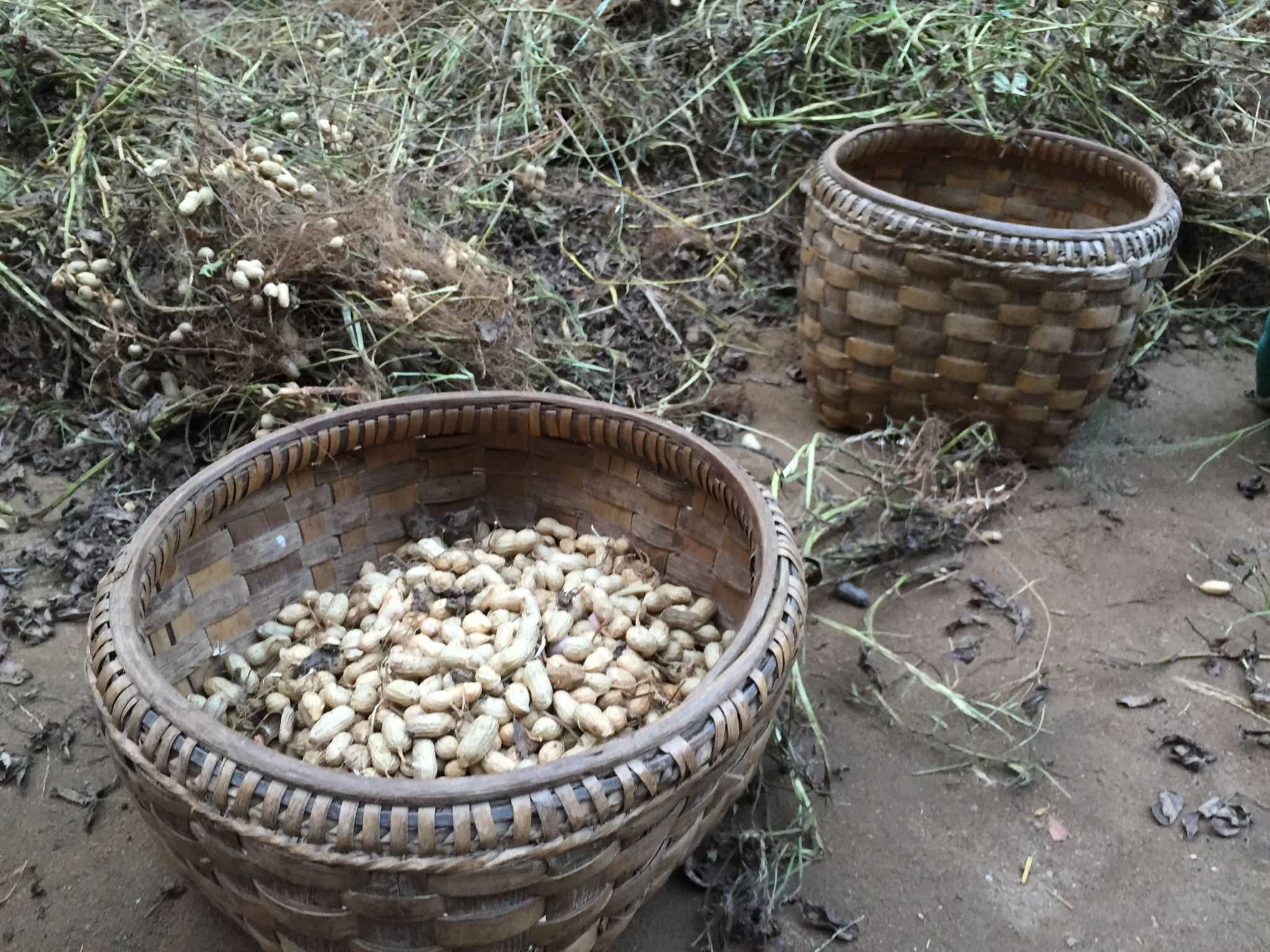 Every women had near her one woven bamboo basket for shells, one woven bamboo basket for the nut. © 2015 Gail Jessen