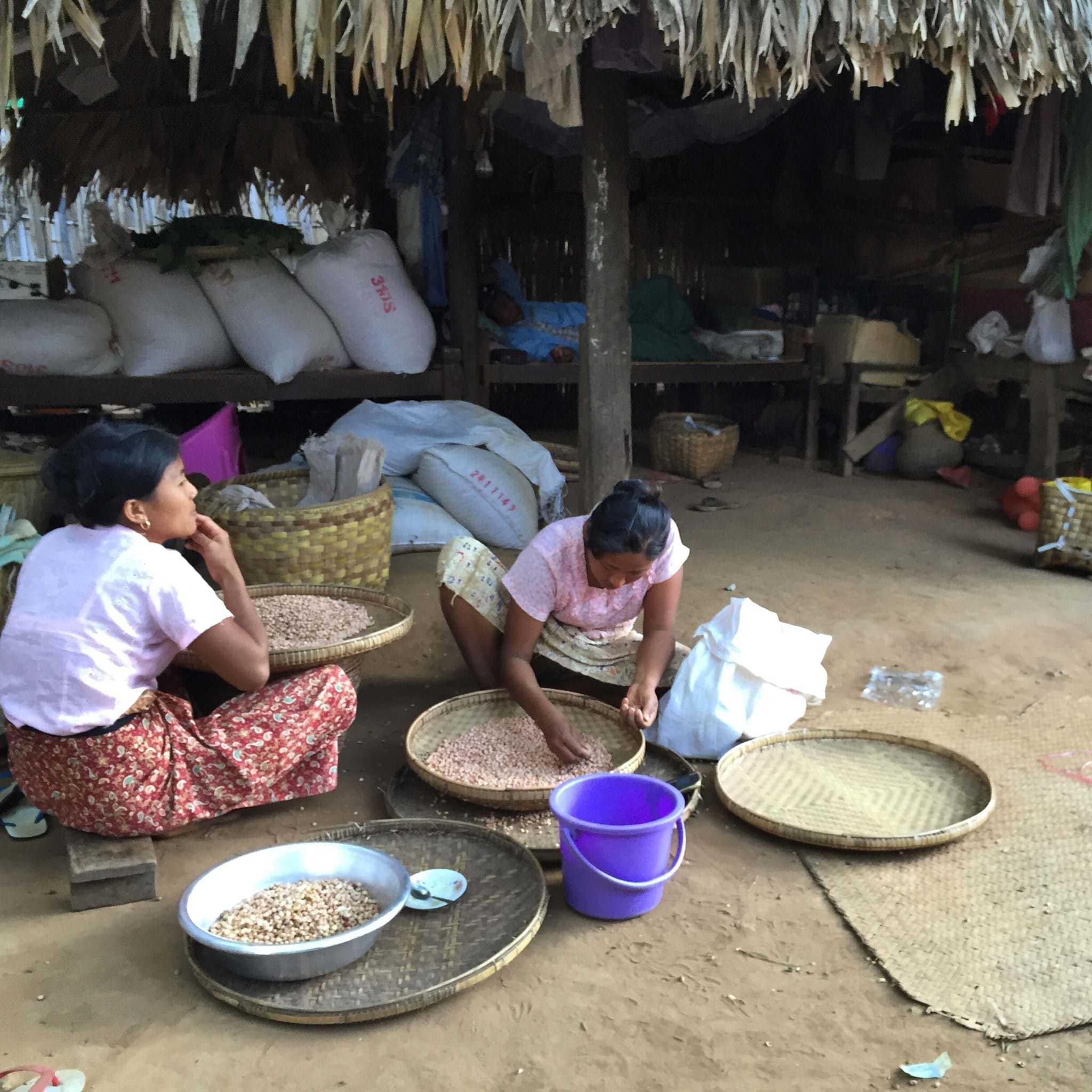 Women prepare peanuts for oil pressing and cooking. Peanuts crops are an economic focus for this village. © 2015 Gail Jessen