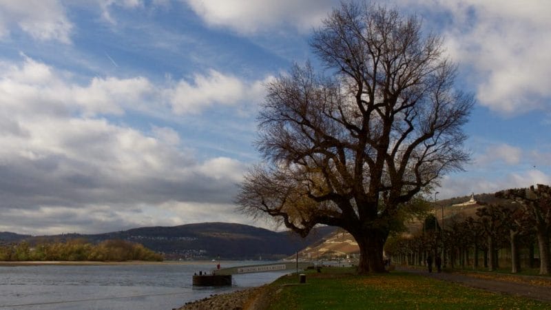 Record low Rhine river levels