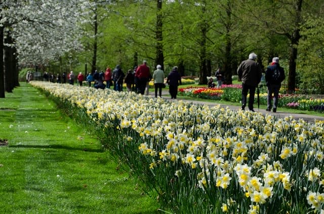 Open only for a short time each year, a visit to the Keukenhof Gardens in the Netherlands is an absolute must. Photo © 2014 Aaron Saunders