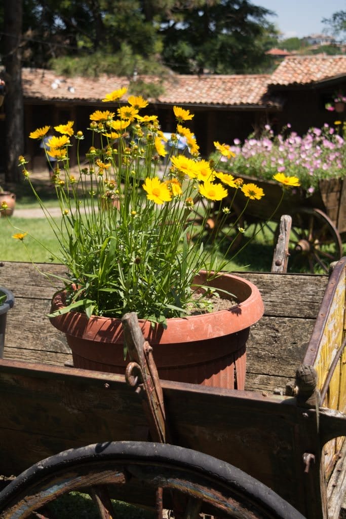 Flowers are a huge part of Bulgarian towns, cities and the countryside. Photo © 2016 Aaron Saunders