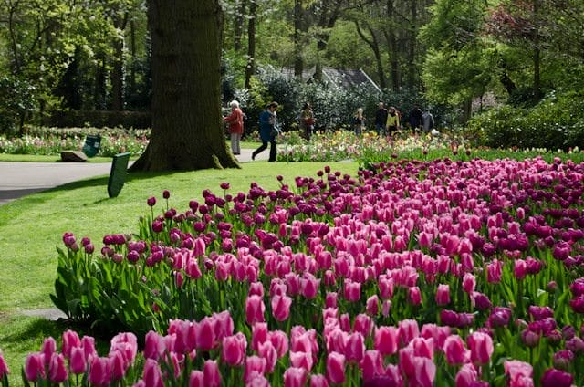 Millions of bulbs are planted annually at Keukenhof, with visitors setting aside hours to even have a hope of glimpsing them all. Photo © 2014 Aaron Saunders