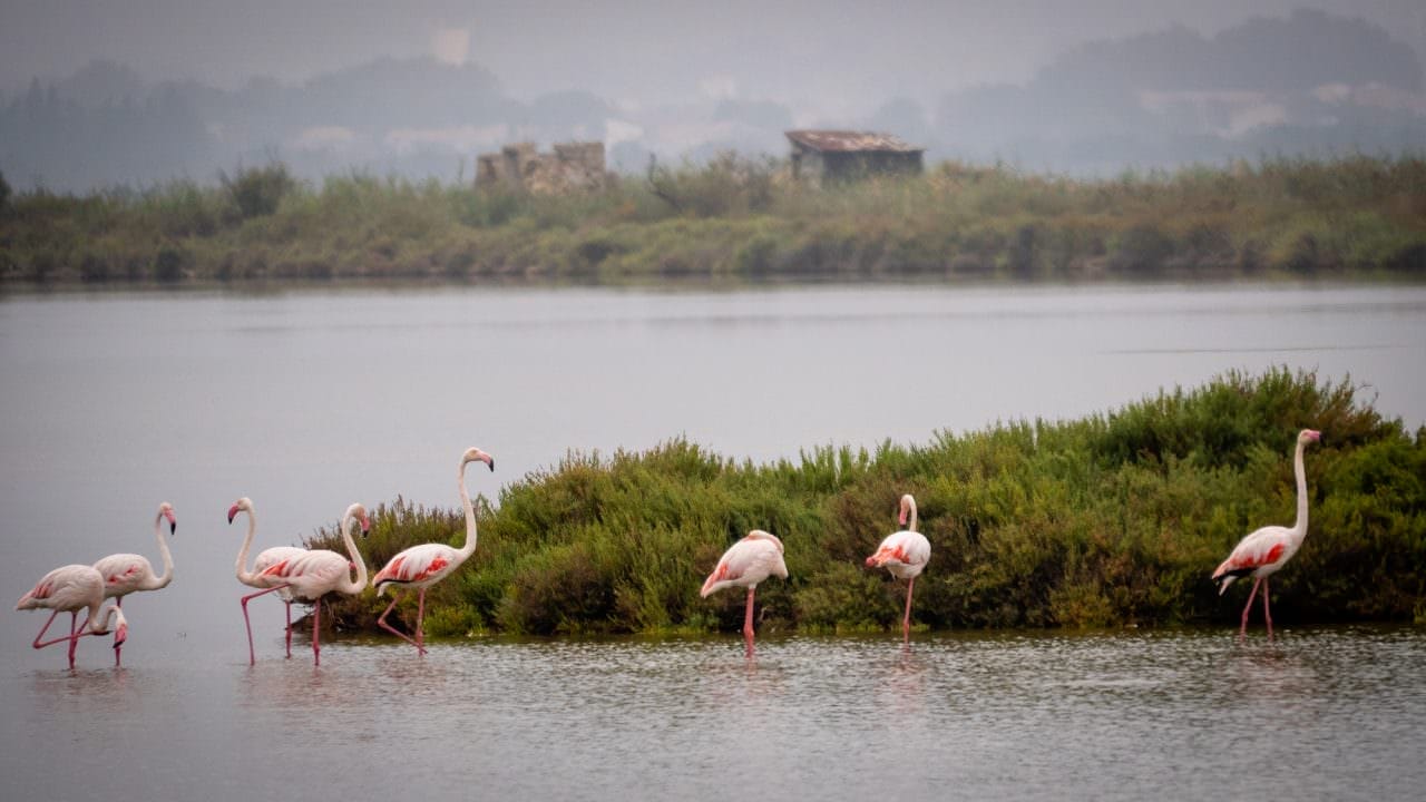 flamingos