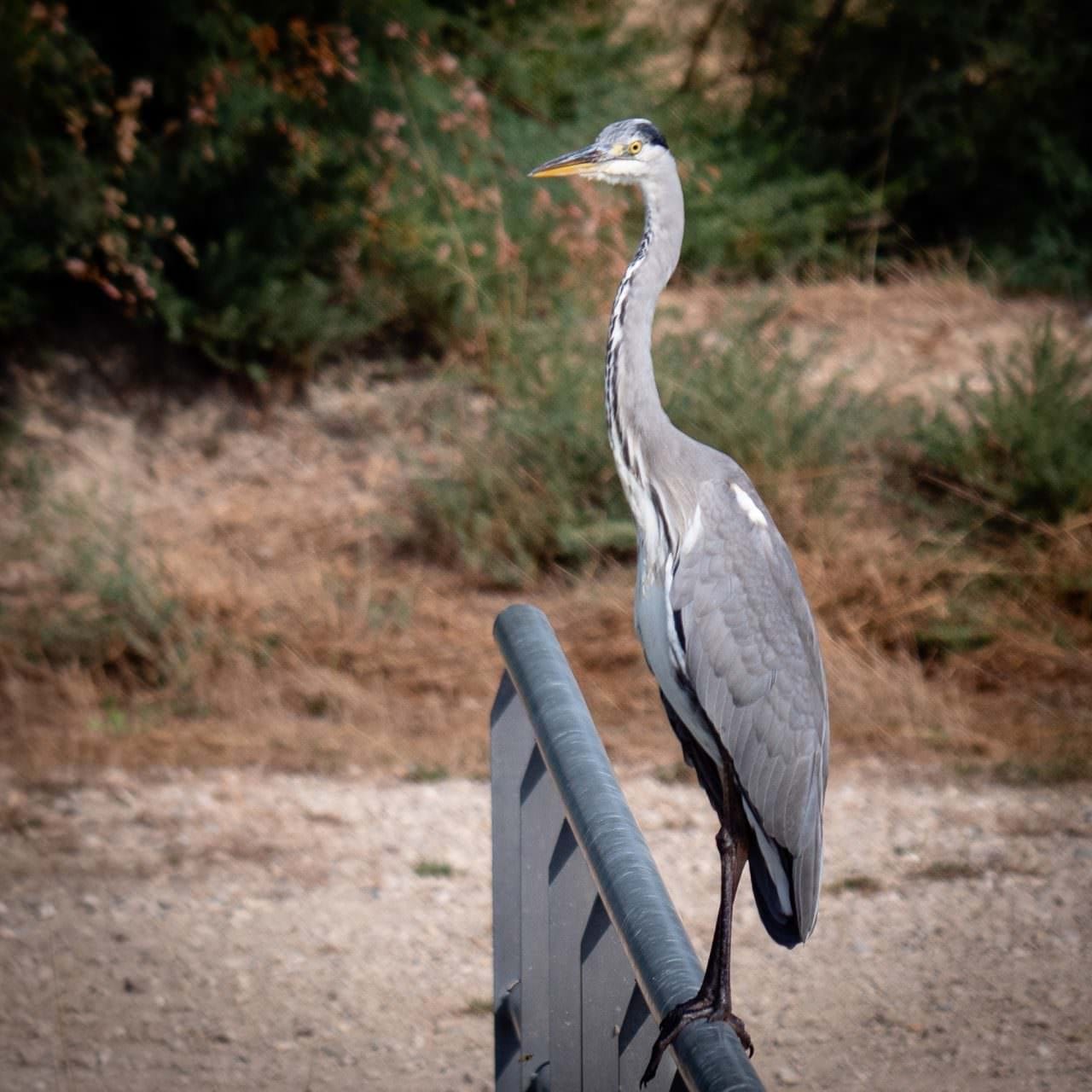 heron