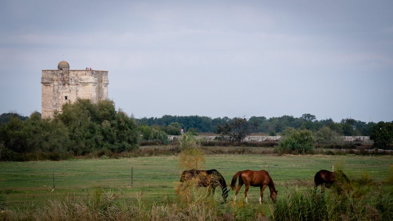 horses