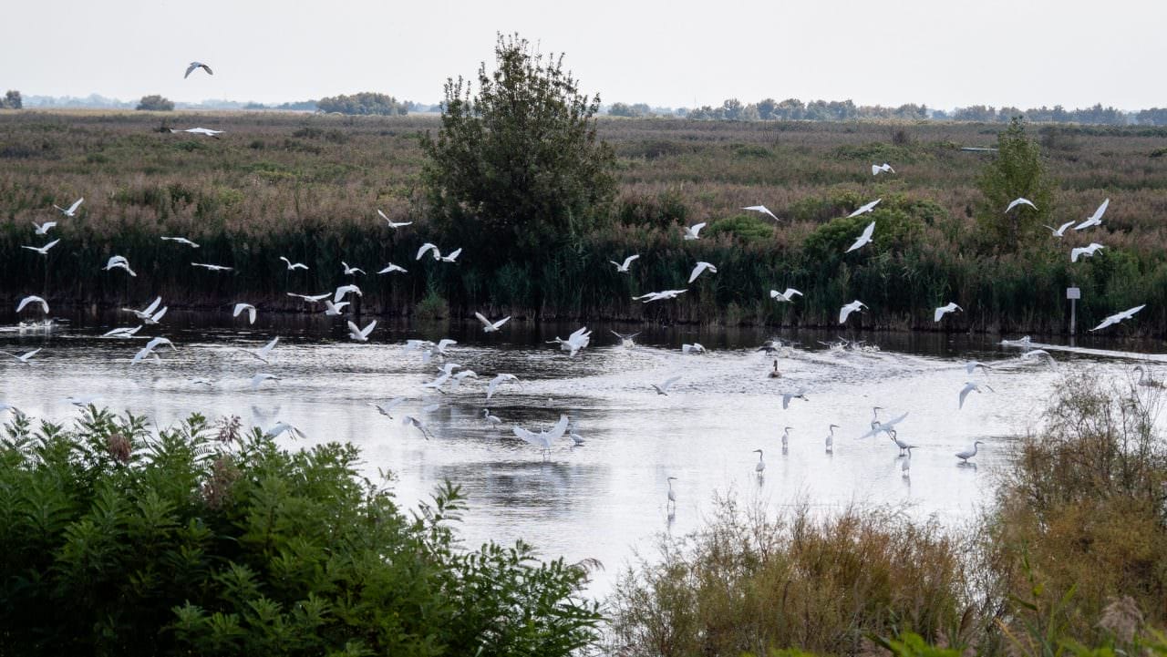 egrets