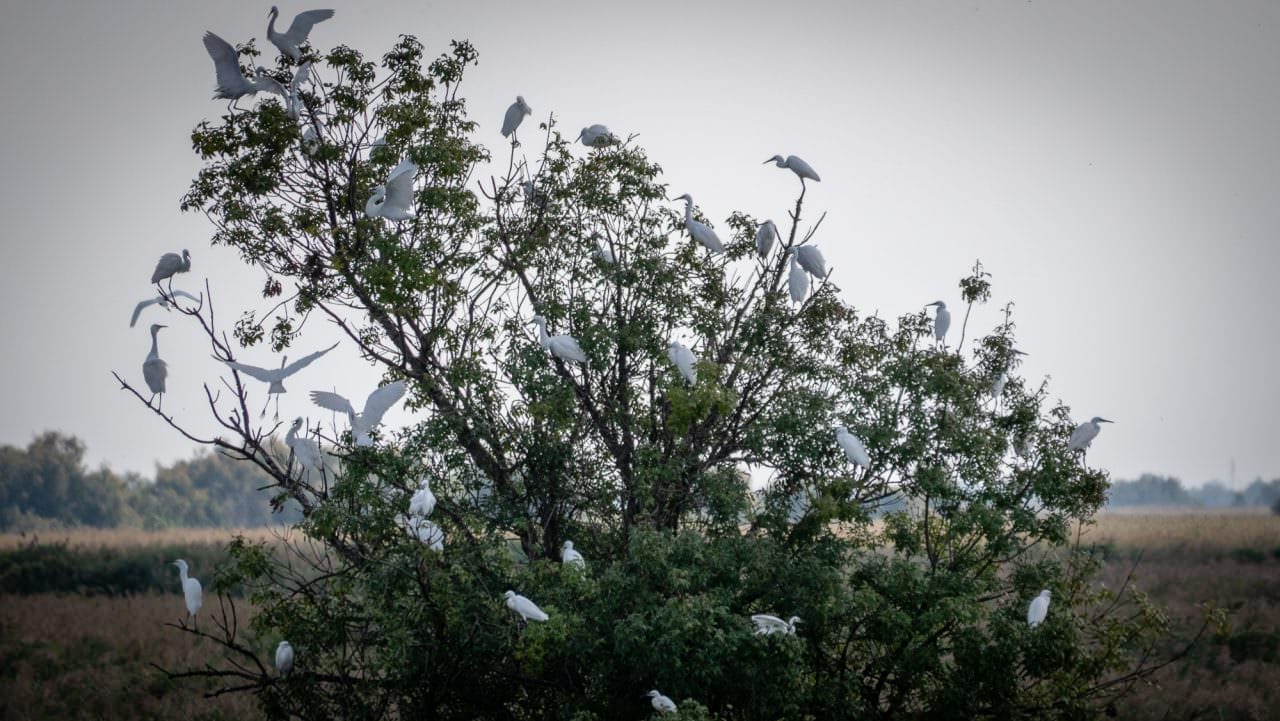egrets Camargue