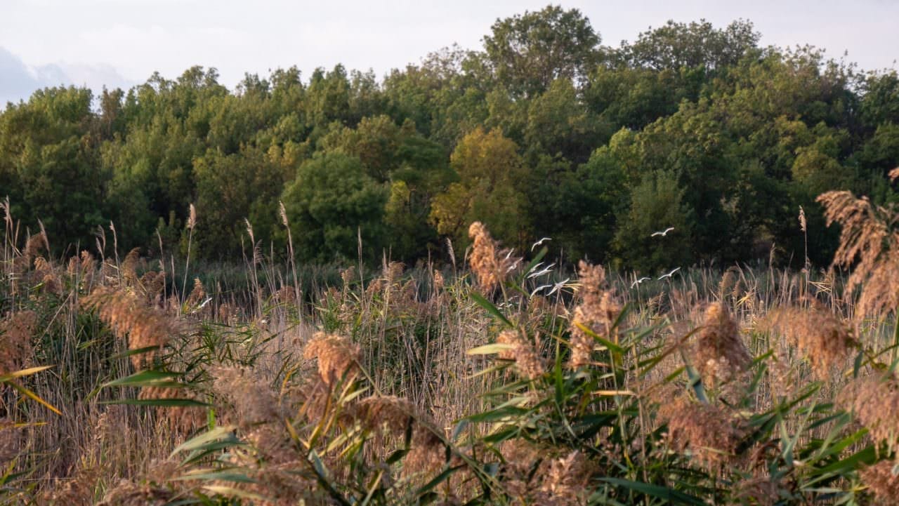 grasslands camargue