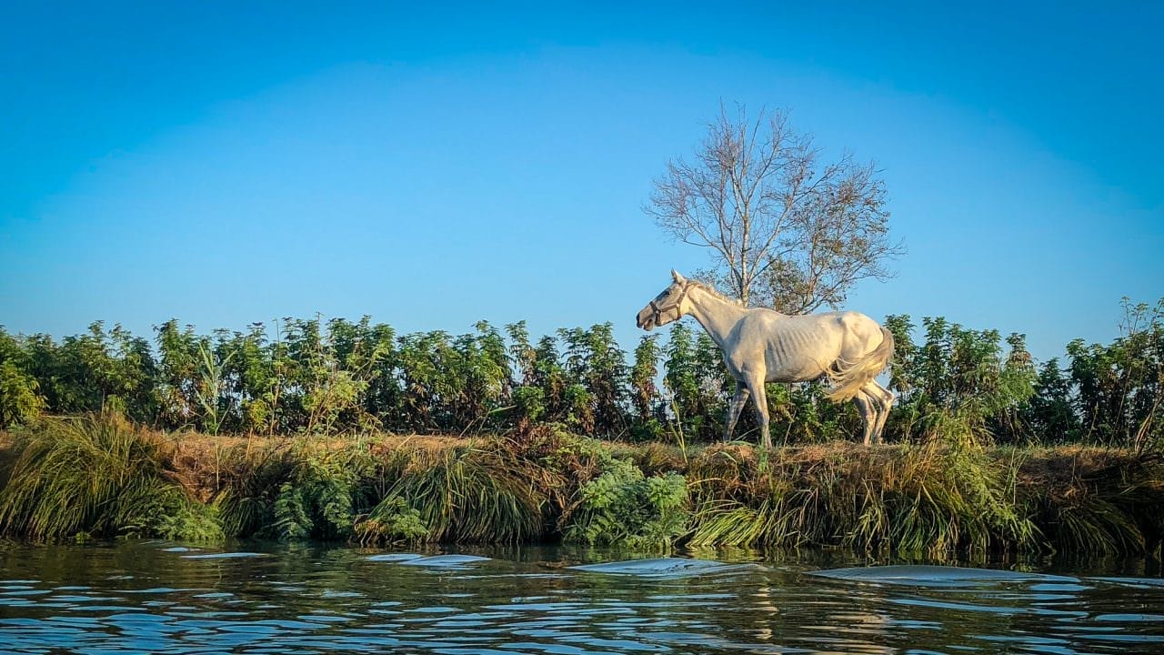 horse