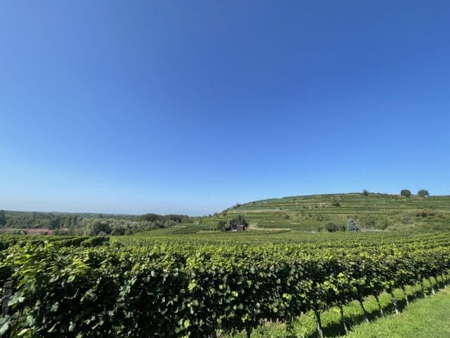 Black Forest, Germany 1 IMG 3452