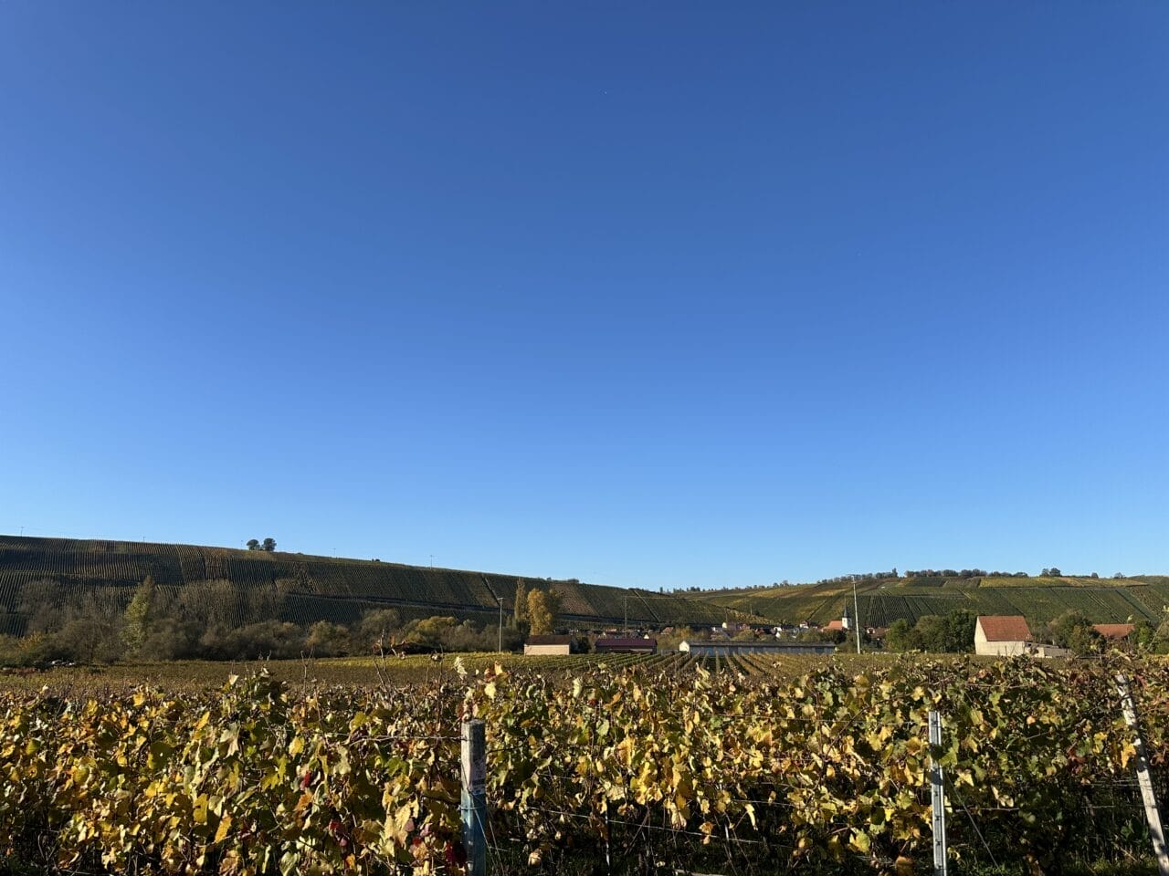 IMG 7375