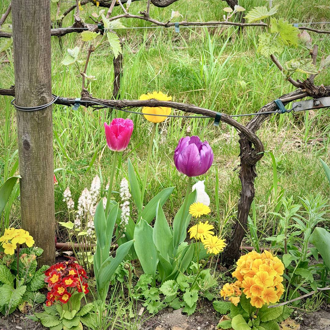 Paris: A Soft Landing Before Burgundy 5 IMG 1557